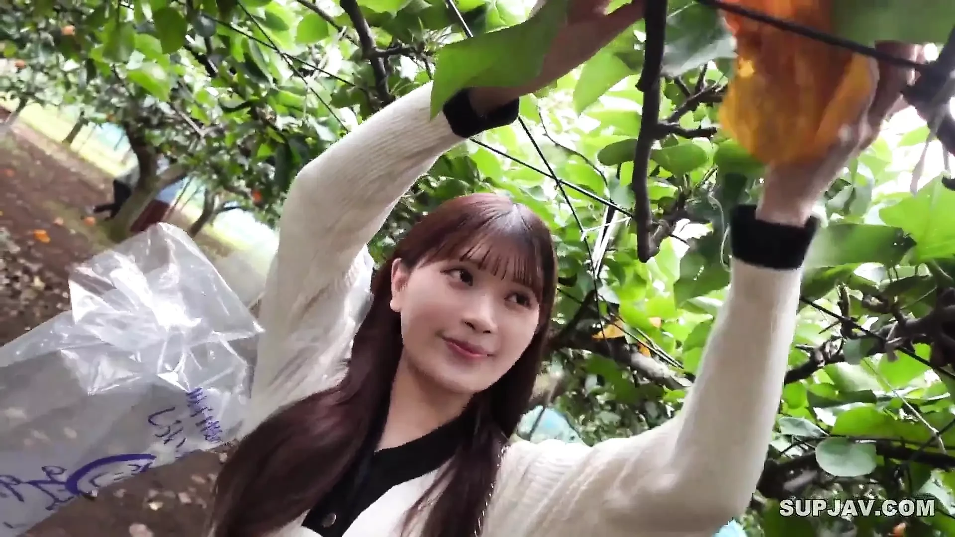 Asian Angel 20430