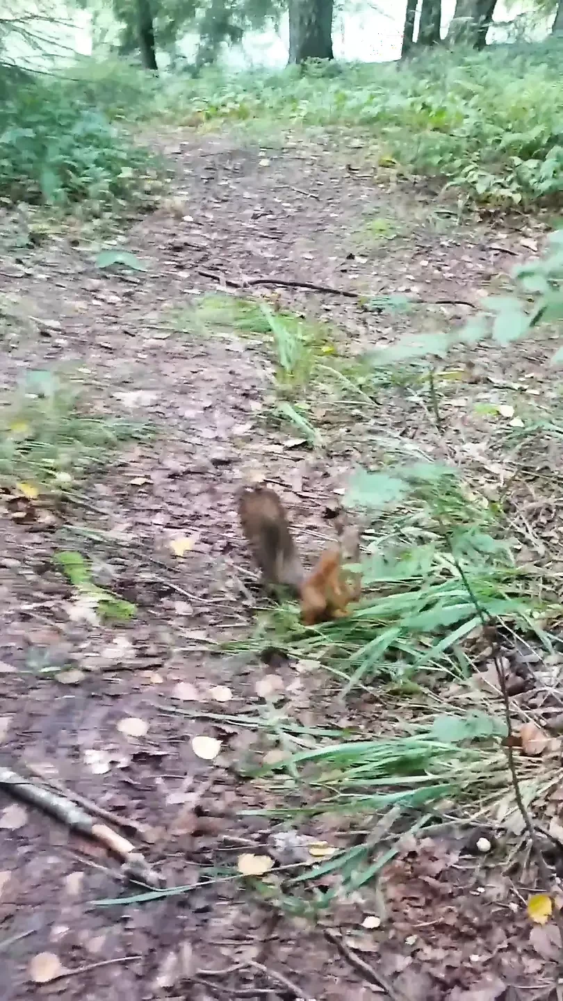 I’m Walking in the Park and Looking for a Place to Take a Piss