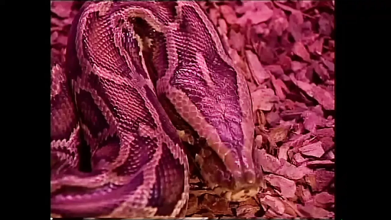 The White Venus in a Movie Full of Pussy and Big Dicks