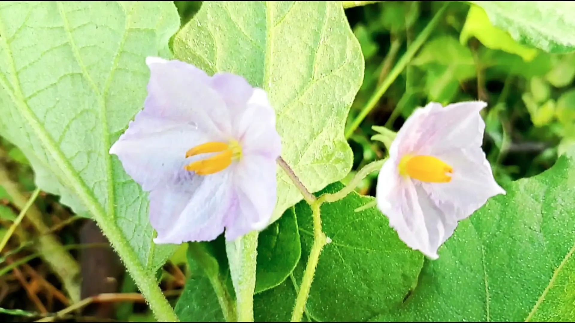 Bangla choti golpo Father-in-low and son’s wife